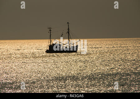 Gamberetti in controluce Foto Stock