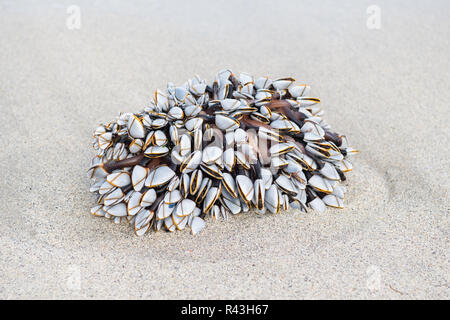 Collo di cigno o oca cirripedi - lepas anatifera - lavato fino in spiaggia Foto Stock