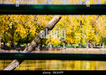 Autunno magnifico lago di foresta in Ifrane, Marocco. autunno cadono le foglie Foto Stock
