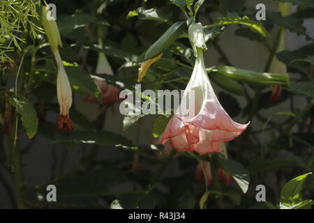 Bellissimo fiore a campana sul Brugmansia o pianta Datura Foto Stock