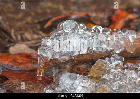 Le gocce congelate su Deadwood Foto Stock