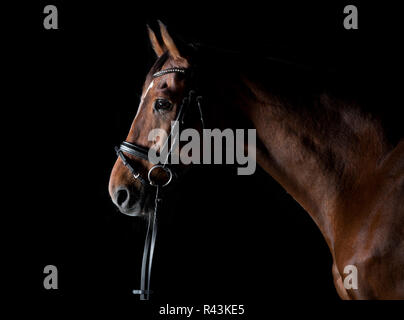 Cavallo sportivo di fronte a sfondo nero Foto Stock