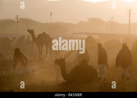 I cammelli e persone la mattina presto di scena a Fiera di Pushkar nel Rajasthan, India Foto Stock