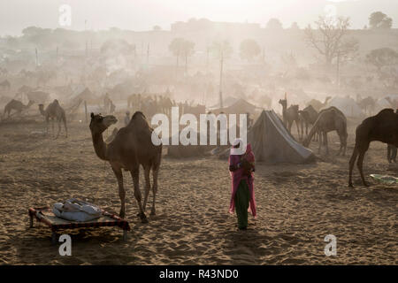 I cammelli e persone la mattina presto di scena a Fiera di Pushkar nel Rajasthan, India Foto Stock