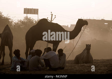 I cammelli e persone la mattina presto di scena a Fiera di Pushkar nel Rajasthan, India Foto Stock