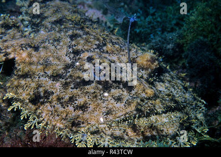 O la Rana pescatrice Rana pescatrice (Lophius piscatorius), ritratto, Bastia, Corsica, Francia Foto Stock