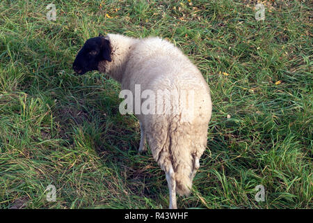 Rhoenschafe,ARK farm,in via di estinzione Foto Stock