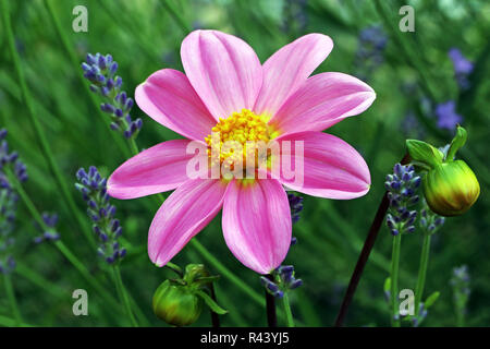 Fioritura rosa mignon dahlia in stretta Foto Stock