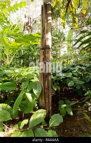 Cannella albero su di Bali, Indonesia Foto Stock