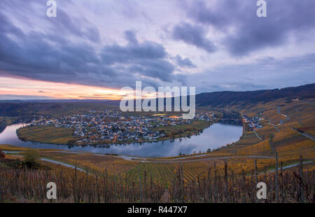 Moselle e vigneti e piesport villaggio in autunno dorato al tramonto Foto Stock