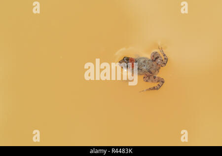 Piccola rana / marrone comune piccolo campo di rana galleggiare sulla superficie di acqua Foto Stock