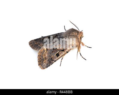 Caratteri ebraici Orthosia falena gothica su sfondo bianco Foto Stock