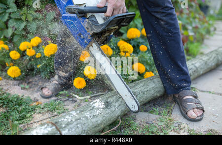 Immagine dell uomo con chainsaw segare log in foresta Foto Stock