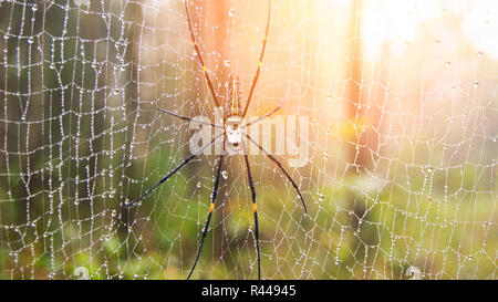 Ragni su nastri / natura con gli insetti ragni sulla ragnatela di mattina e le gocce di acqua su ragnatela nella foresta pluviale sfondo Foto Stock