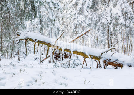 Vecchio snag albero in una foresta di inverno Foto Stock