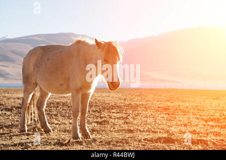 Cavallo di sunrise Foto Stock