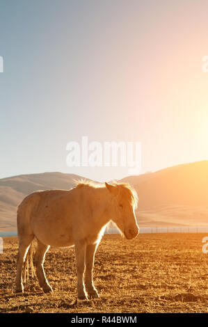 Cavallo nella bellissima alba Foto Stock