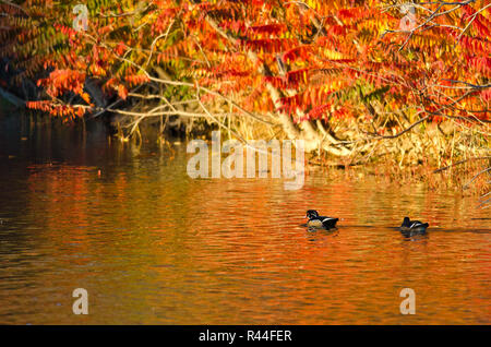 Coppia di anatre di legno di nuoto nel tripudio di Colore di autunno Foto Stock