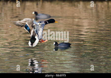 Mallard Duck in arrivo per un atterraggio sull'acqua Foto Stock