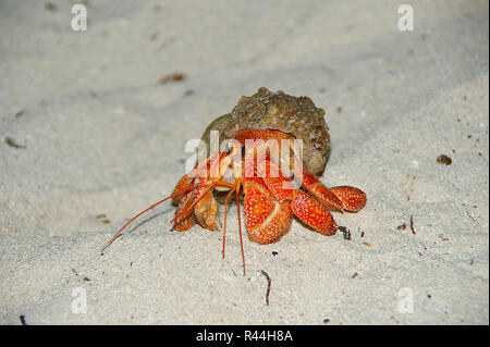Terra di fragola eremita granchi (variabilis perlatus) sulla sabbia. Foto Stock