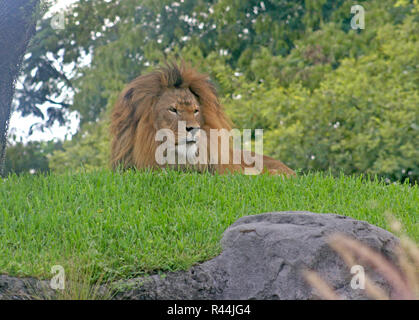 Lion Foto Stock