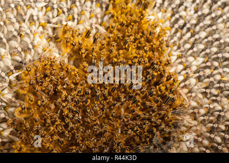 Orecchio con grandi semi di girasole Foto Stock