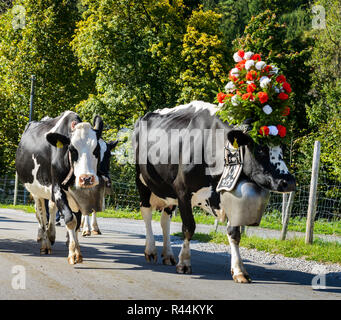 La transumanza evento in Charmey Foto Stock