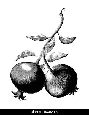Frutto di melograno il ramo del disegno a mano vintage illustrazione incisione su sfondo bianco Illustrazione Vettoriale