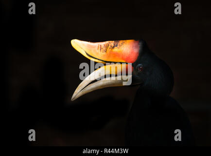 Rhinoceros Hornbill Buceros rhinoceros Foto Stock