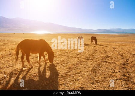 I cavalli in sunrise, Tsomoriri, India Foto Stock