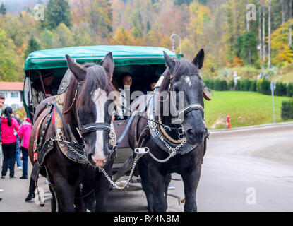 Per cavallo e gite in carrozza, il Castello di Neuschwanstein, Monaco di Baviera Baviera Germania concetto bavarese, cose da fare, tours, cavalli giro in carrozza, i turisti ad esplorare Foto Stock