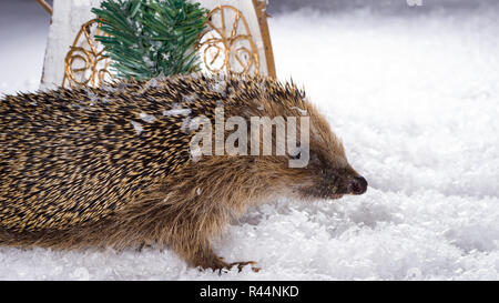 Piccolo porcospino ricerca per foraggio nella neve Foto Stock