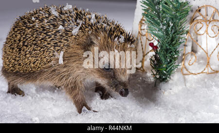 Piccolo porcospino ricerca per foraggio nella neve Foto Stock