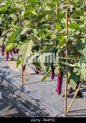 Viola melanzane lunghe sul suo albero Foto Stock