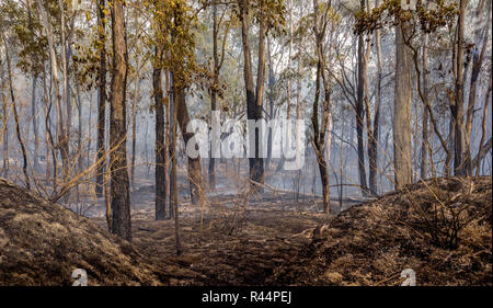 Appena dopo un bush aveva attraversato bush australiano terra Foto Stock