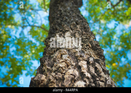 Il caldo sole di primavera brilla attraverso il baldacchino di alti alberi di faggio Foto Stock