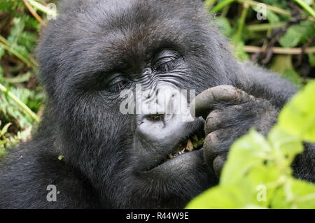 Close up di un Silverback gorilla di montagna come egli mangia, Ruanda. Foto Stock