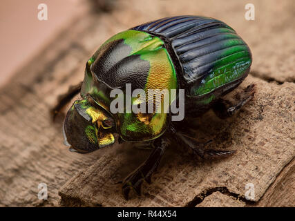 Sulcophanaeus Imperator - dung beetle Foto Stock