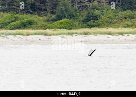 Una balena grigia alimentando in acque poco profonde vicino alla spiaggia, Tofino area, Isola di Vancouver, Pacific Rim National Park Riserva, British Columbia, Canada Foto Stock