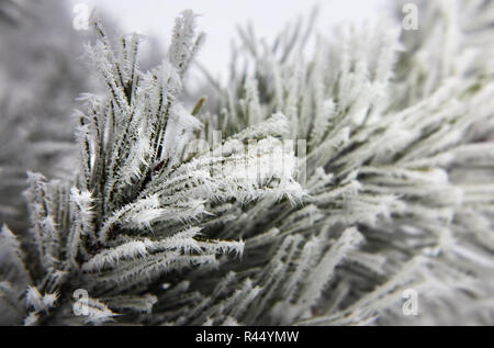 Rami di abete cosparso leggermente con fiocchi di neve in gennaio Foto Stock