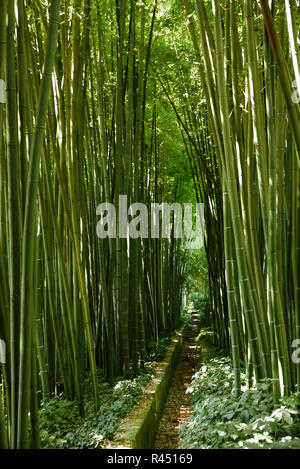 Bambouseraie de Parafrance, giardino botanico, Generargues vicino Anduze, Gard, Languedoc-Roussillon, Francia, Europa Foto Stock