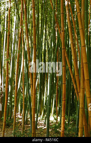 Bambouseraie de Parafrance, giardino botanico, Generargues vicino Anduze, Gard, Languedoc-Roussillon, Francia, Europa Foto Stock