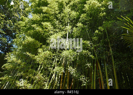 Bambouseraie de Parafrance, giardino botanico, Generargues vicino Anduze, Gard, Languedoc-Roussillon, Francia, Europa Foto Stock