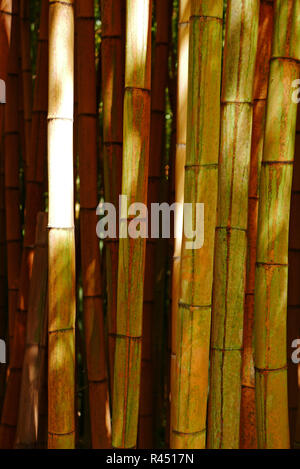 Bambouseraie de Parafrance, giardino botanico, Generargues vicino Anduze, Gard, Languedoc-Roussillon, Francia, Europa Foto Stock