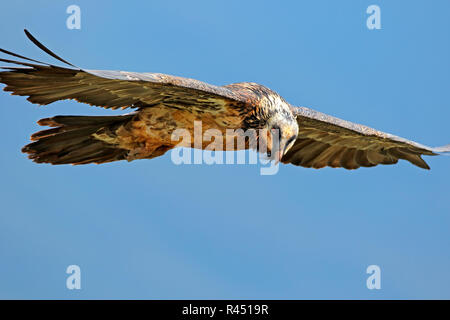 Gipeto in volo Foto Stock