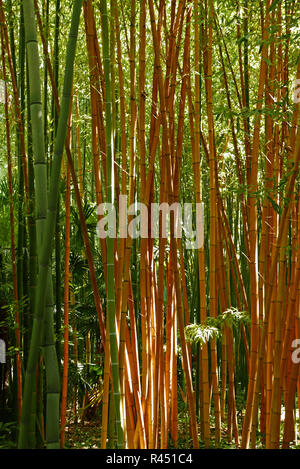 Bambouseraie de Parafrance, giardino botanico, Generargues vicino Anduze, Gard, Languedoc-Roussillon, Francia, Europa Foto Stock