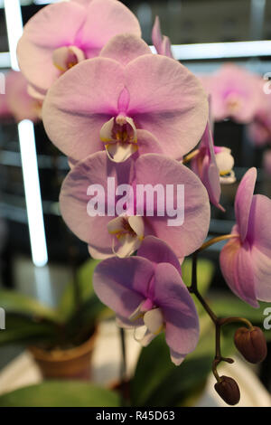 Taichung, Taichung, Cina. 26 Nov, 2018. Taichung, CINA-vari bellissimi fiori può essere visto nel 2018 Taichung mondo Flower Expo in sud ChinaÃ¢â'¬â"¢s Taiwan. Credito: SIPA Asia/ZUMA filo/Alamy Live News Foto Stock