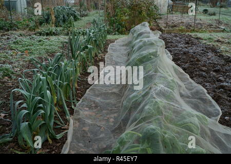 Enviromesh crop protection la copertura di una fila di bietole su un riparto Foto Stock