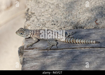 Spinosa-tailed iguana Foto Stock