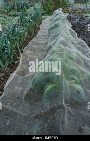 Enviromesh crop protection la copertura di una fila di bietole su un riparto Foto Stock